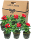 Geranium Calliope Landscape Fire