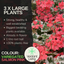 Geranium Pelgardini Frank Headly
