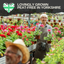 Geranium Pelgardini Frank Headly