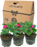 Pelargonium Toscana Dolce Vita Klass or Smart Laura Plant