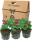 Pelargonium Toscana Dolce Vita Klass or Smart Laura