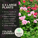 Pelargonium Toscana Dolce Vita Klass or Smart Laura Plant