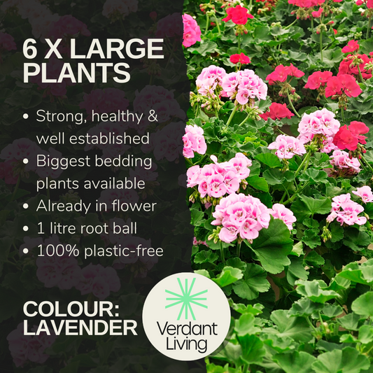 Care information card for a lavender geranium, pale pink and red pelargoniums flowering in a bed