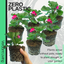 Pelargonium Toscana Dolce Vita Klass or Smart Laura