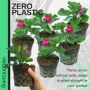 Pelargonium Toscana Dolce Vita Klass or Smart Laura Plant