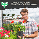 Pelargonium Toscana Dolce Vita Klass or Smart Laura Plant