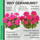Pelargonium Toscana Dolce Vita Klass or Smart Laura Plant