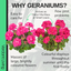 Pelargonium Toscana Dolce Vita Klass or Smart Laura