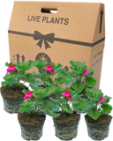 Pelargonium Toscana Dolce Vita Klass or Smart Laura Plant