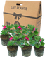 Pelargonium Toscana Dolce Vita Klass or Smart Laura
