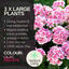Pelargonium Toscana Dolce Vita Linus or Smart Splash