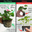 Pelargonium Toscana Dolce Vita Linus or Smart Splash