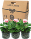 Pelargonium Toscana Dolce Vita Linus or Smart Splash
