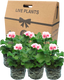 Pelargonium Toscana Dolce Vita Linus or Smart Splash