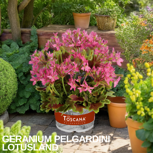 Domed pot of Pelgardini 'Lotusland', pink starry flowers over cream and green variegated leaves