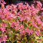 Geranium Pelgardini Lotusland
