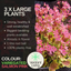Geranium Pelgardini Lotusland