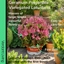 Geranium Pelgardini Lotusland