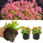 Geranium Pelgardini Lotusland