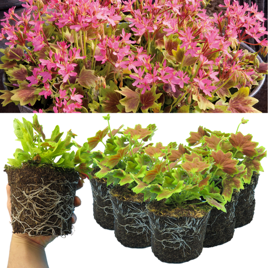 Geranium Pelgardini Lotusland (Pelargonium) – Fancy Leaved Trailing Bedding (Set of 3 or 6)