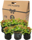 Geranium Pelgardini Lotusland