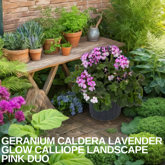 Dark patio pot of trailing geraniums in pink and lilac shades, set among herbs and garden foliage