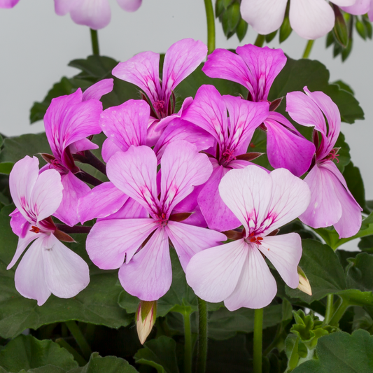Geranium Caldera Lavender Glow or Calliope Landscape Pink Duo (Pelargonium) – Trailing Summer Bedding (Set of 3 or 6)