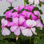 Geranium CALDERA LAVENDER GLOW Calliope Landscape Pink Duo