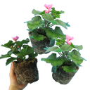 Geranium CALDERA LAVENDER GLOW Calliope Landscape Pink Duo Plant