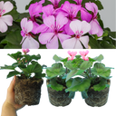 Geranium CALDERA LAVENDER GLOW Calliope Landscape Pink Duo Plant