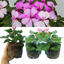 Geranium CALDERA LAVENDER GLOW Calliope Landscape Pink Duo
