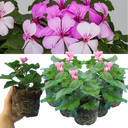 Geranium CALDERA LAVENDER GLOW Calliope Landscape Pink Duo Plant