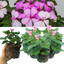 Geranium CALDERA LAVENDER GLOW Calliope Landscape Pink Duo
