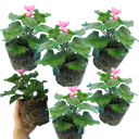 Geranium CALDERA LAVENDER GLOW Calliope Landscape Pink Duo Plant
