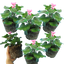 Geranium CALDERA LAVENDER GLOW Calliope Landscape Pink Duo