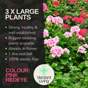 Pelargonium Toscana Castello Tammo or Smart Nina Plant