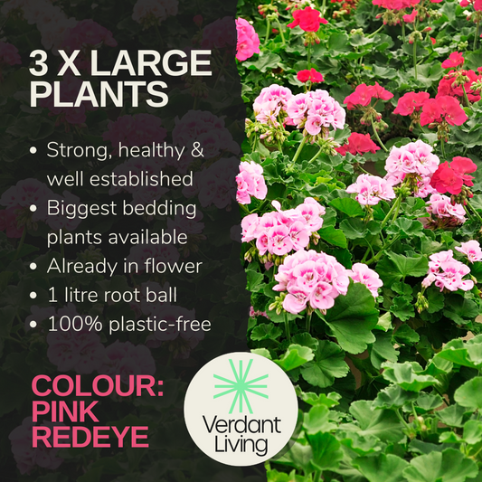 Care information card for a pink geranium, soft pink and red pelargoniums flowering in a bed