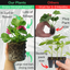 Pelargonium Toscana Castello Tammo or Smart Nina