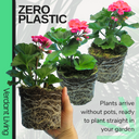 Pelargonium Toscana Castello Tammo or Smart Nina Plant
