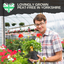 Pelargonium Toscana Castello Tammo or Smart Nina