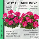 Pelargonium Toscana Castello Tammo or Smart Nina Plant