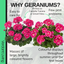 Pelargonium Toscana Castello Tammo or Smart Nina