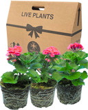 Pelargonium Toscana Castello Tammo or Smart Nina Plant