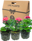 Pelargonium Toscana Castello Tammo or Smart Nina