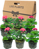 Pelargonium Toscana Castello Tammo or Smart Nina Plant