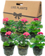 Pelargonium Toscana Castello Tammo or Smart Nina