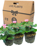 Pelargonium Toscana Dolce Vita Anne or Smart Carla Plant