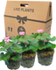 Pelargonium Toscana Dolce Vita Anne or Smart Carla