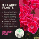 Pelargonium Toscana Dolce Vita Anne or Smart Carla Plant