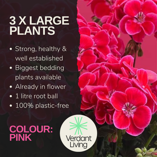 Care information card for a pink geranium, cerise flower heads with paler eyes shown beside the facts
